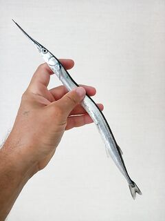 Недалеко от Туапсе: вода остывает, пилькер 9–7 г и много мелочи