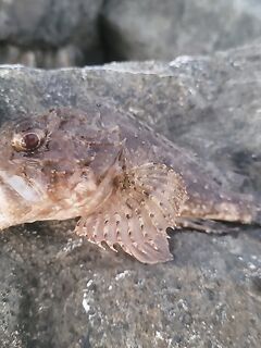 Вечер по камням: ракообразный силикон и точечный облов трещин