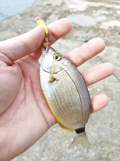 Магри: до восхода маракуйя развлекала, нормальные экземпляры тоже попадались