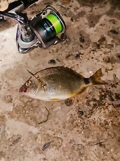 Ночная смена: мелкая ставрида, карась, после полуночи — бычок и скорпена