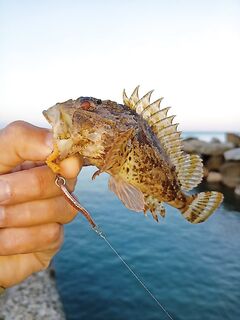 Крайняя рыбалка года: ветер, сарган не ловился — точка закрыта