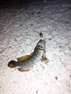 Адлер в конце августа: пилькеры и бомбарда молчали — выручили мясные полоски