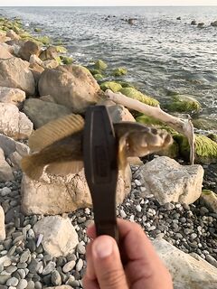 Адлер, левее на 50–70 м: дебют рокфишинга удался — скорпены, маракуйя, собачка