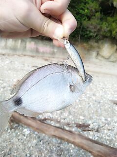 Карась на отводной и МДЖ: как приручить «грызуна» и не сорваться на него