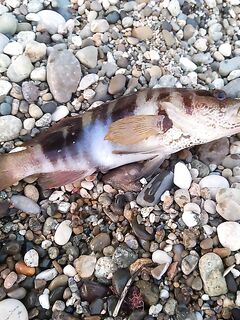 Про карася и жару: приманки, что отсекают пятачков в палец