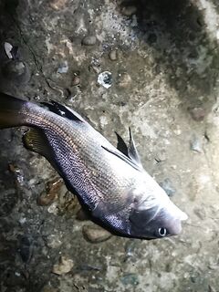 Вечер на бунах: глухо по ставриде, горбыль вытаскивает фрикцион