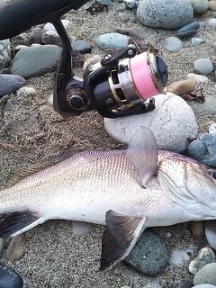 Спор о приманках: столовки горбыля решают больше, чем типаж приманки