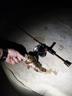 Вечер на мормышку: скорпенки, десяток мелочи и ареа-прутик для кайфа