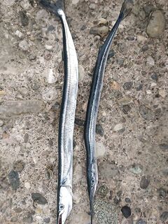 Почти штиль: сарган есть, но не хочет — редкие поклёвки на выбросе, днём на удочки