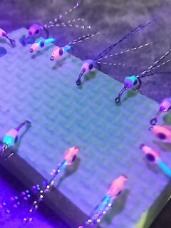 Сарган с утра: штиль — тишина, раздуло — пошёл; стоит далеко, реализация хромает