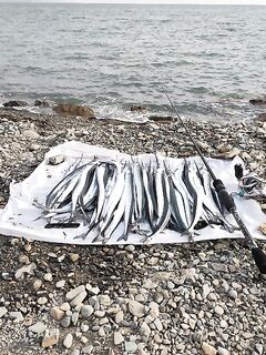 Лермонтово — пилькер 7 г Hestа разловлен: бомбарда с червём кивала, но взял железом