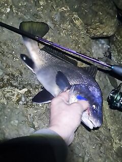 Ялта, три месяца опыта: горбылик 1.5 кг с берега на булер 5 г и синий силикон