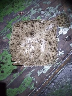 Азовское море — короткая отметка без деталей, зафиксировал выезд