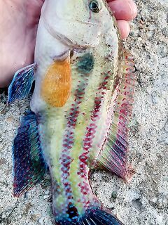 Запад Ялты: рыба спит, но попалась рекордная для меня зелёнуха — обрыбил спин до 2 г