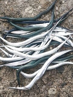 Сарган с дождём: штиль — ноль, раздуло — ожил; мухи готовлю, крючки точу