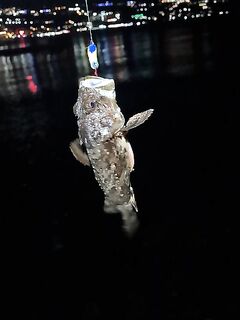 Ялта, Ливадия — штиль и камень подо мной: зелёнуха, бычок, пять скорпен и горбылик 400 г