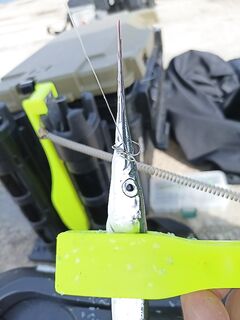 Геленджик–Анапа: сарган в конце октября — лучшие эмоции и мухи на двойнике