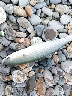 С 8 до 12 оторвался за год: бомбарда и морской червь сделали день