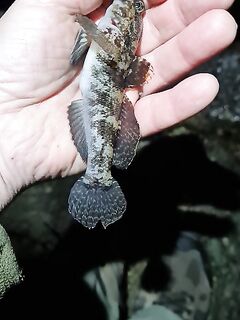 Ялта, штиль с накатом: удочка с креветкой молчит, спиннинг дал 3 скорпены и бычка