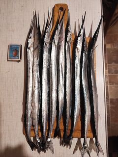 Ноябрь не балует: сарган слаб с берега, но концовка октября радовала и вяленый в запасе