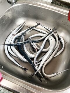 Батуми, сарган сегодня — привет Крыму, после шторма у нас всё разнесло