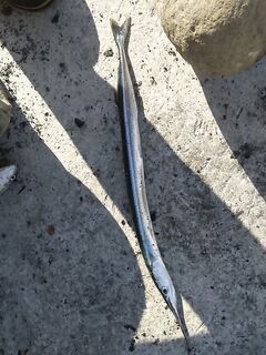 Буны в штормянку: рыба бастует, клюёт набегами — на пару сковородок собрал