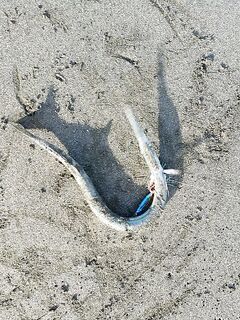 Грузия — учусь морской рыбалке: кефаль в порту, с берега капризничает