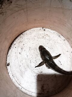 Феодосия: ночной рыбы месяц нет — несъедобка молчит, маракуйя дала одного бычка