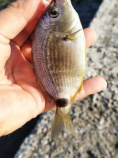 Пилькеры 5–10 г летят, но зачем далеко — рыба часто «под ногами»