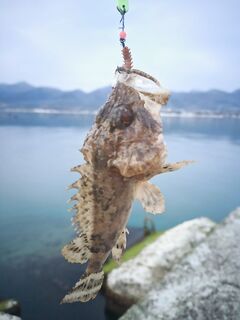 Кабардинка после обеда: сарган не активен, микроджиг дал скорпенку