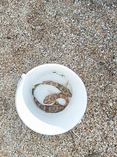 Береговое под Феодосией: лодка в км от берега, бычок и малышка камбала