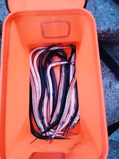 Феодосия: сам не успел, но фото улова знакомого привёз для истории