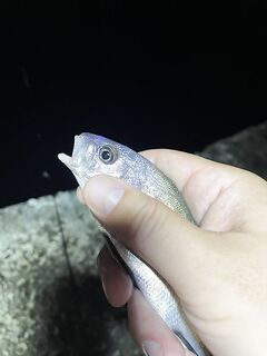 Сочи, у цирка: горбыль до килограмма на ультрик — руки тряслись 40 минут