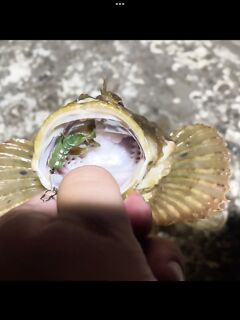 Скорпена-хлопалка и смех в чате — морская рыбалка лечит хандру