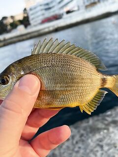 Ставрида и зубастые «тварюги»: резину откусывают, маракуйя зашла