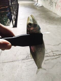 Новороссийск, мол с маяком: из пяти рыбаков селёдка взялась только у меня