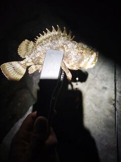 Летний отпуск и пилькеры: не мучиться, ставрида летом чаще на силикон