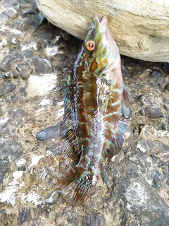 После «глухозимья»: суббота и воскресенье на бунах, штиль и краткие выходы