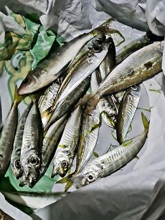 Почти мормышинг: Daiwa Hitman до 3 г, леска 0.07, груз 0.5 — окунь и ставрида