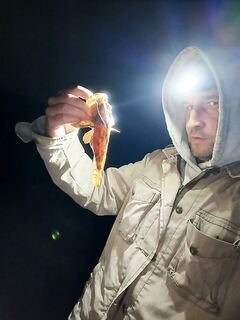 Феодосия: скорпена начала проклёвываться — ночные точки оживают