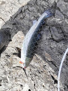 Чёрное море в форме: серебряная беглянка 1.8 кг на лёгкий спин и силикон