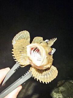 Открытие сезона в Сочи: набережная от порта до Фишта закрыта, ловил напротив