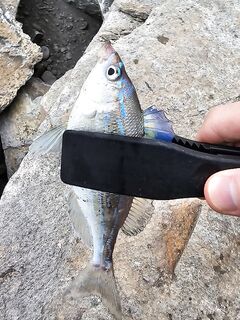 У Фишта днём окунь, к темноте первая ставрида и короткий выход