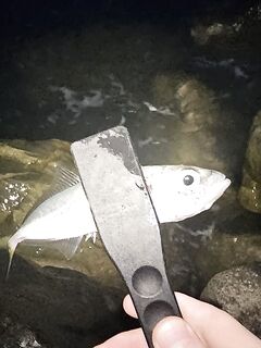 Ставридка начала до темноты, к 21:00 подошла ближе — но много сходов