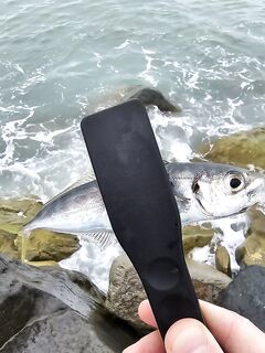 После дождей вышел раньше: по светлу активна ставрида, в паузы ловил ерша