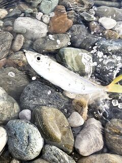 Пасха, сильный ветер и тяжёлые условия: ловля с пляжа и первая ставрида