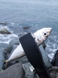 Шторм стих, но накат держится: ставрида по нарастающей до заката, ночь — мелочь