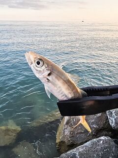 Адлер ЖД и Фишт: мелкая ставрида у вокзала, три отборных у Фишта до темноты