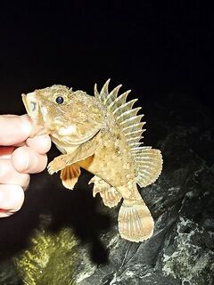 Фишт вечером: ставрида с перерывами, бонусов нет, ерш один и два холостых