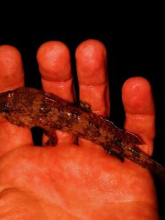 Буны у Адлера: по светлу тишина, с темнотой — ставрида на каждой проводке